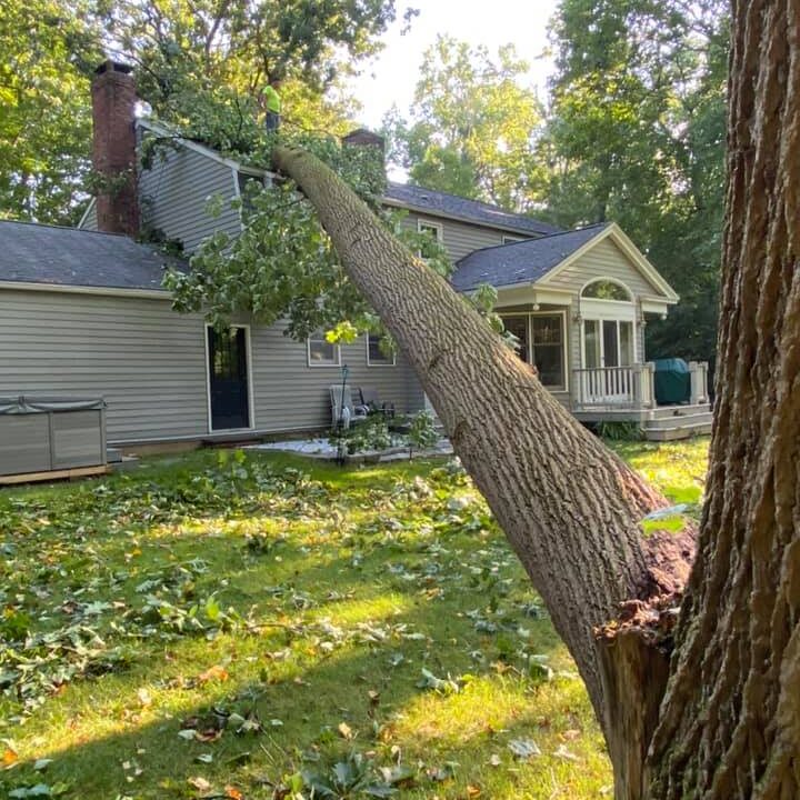 Post-Storm-Tree-Damage-What-to-Do